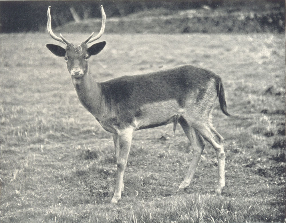 DEER. Fallow Deer 1912 old antique vintage print picture